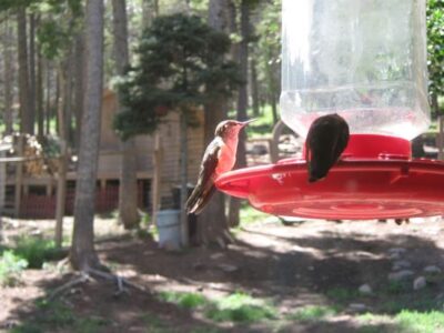 The Tiny Hummingbird: A Flying Marvel Image